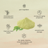 Moringa Muse